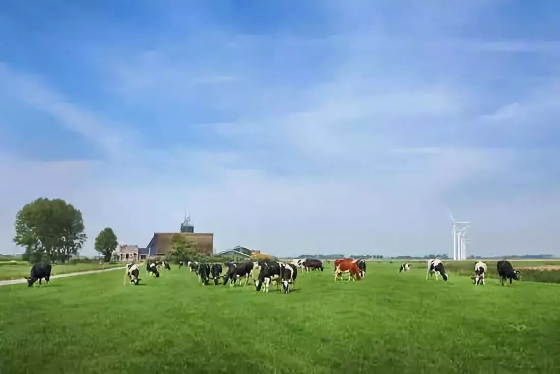 农业 | 荷兰农业值得学习的5个模式