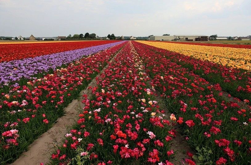 农业 | 荷兰农业值得学习的5个模式